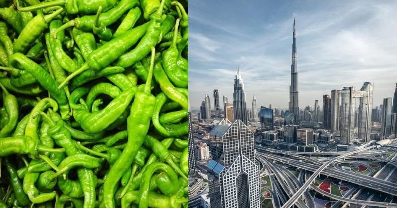 किसानों को होगा बड़ा मुनाफा, दुबई निर्यात होगी गाजीपुर की हरी मिर्च, जानिए खाड़ी देश में कितना दाम